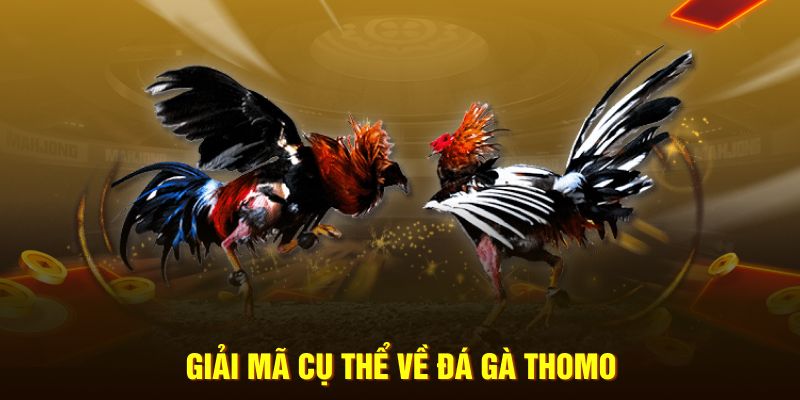 Giải mã cụ thể về đá gà Thomo