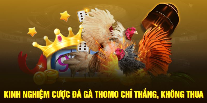 Kinh nghiệm cược đá gà Thomo chỉ thắng, không thua