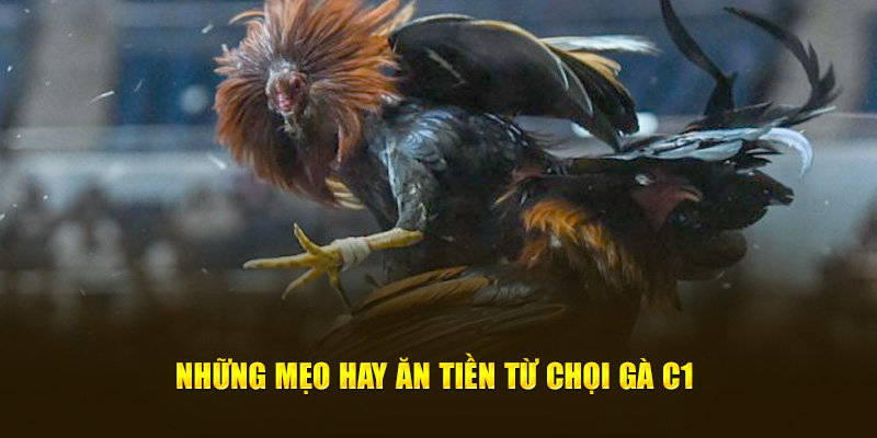 Những mẹo hay ăn tiền từ chọi gà C1