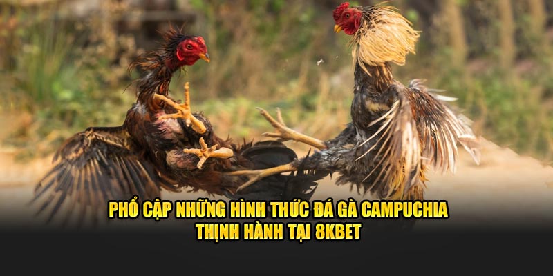 Phổ cập những hình thức đá gà Campuchia thịnh hành tại 8KBET 