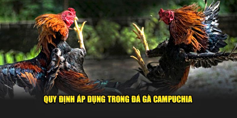 Quy định áp dụng trong đá gà Campuchia