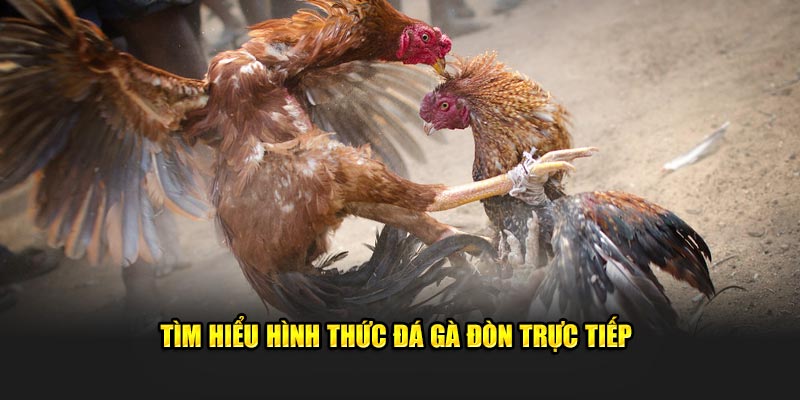 Tìm hiểu hình thức đá gà đòn